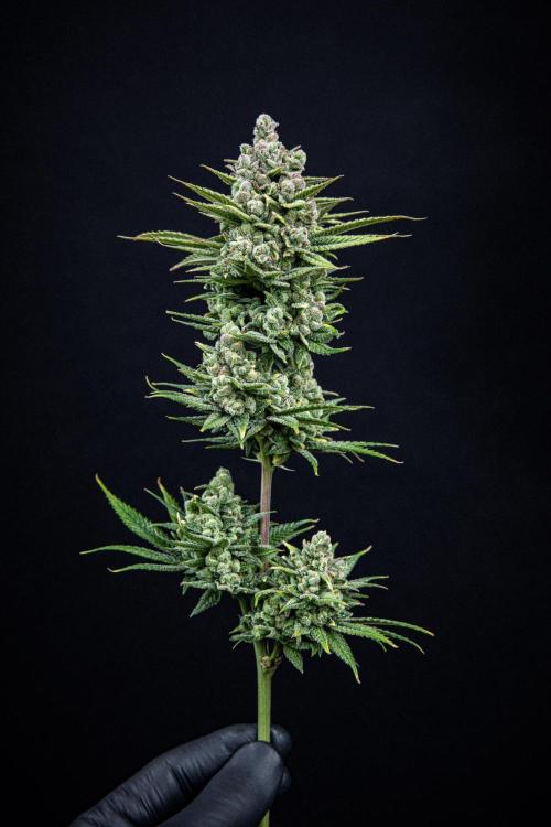 Franco's Fullgas! Green House Seed Co.. Week 17 - Day 115