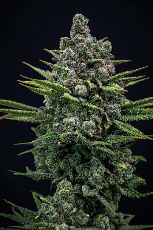 Franco's Fullgas! Green House Seed Co.. Week 17 - Day 115