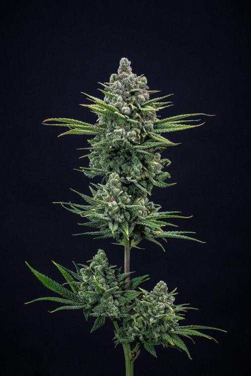 Franco's Fullgas! Green House Seed Co.. Week 17 - Day 115