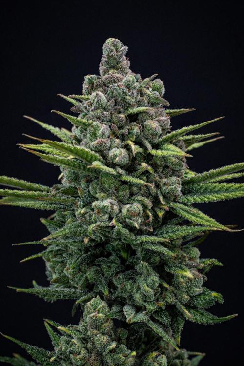 Franco's Fullgas! Green House Seed Co.. Week 17 - Day 115