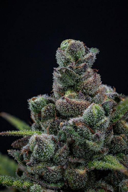 Franco's Fullgas! Green House Seed Co.. Week 17 - Day 115