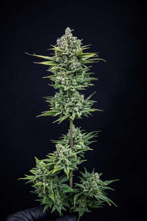 Franco's Fullgas! Green House Seed Co.. Week 17 - Day 115