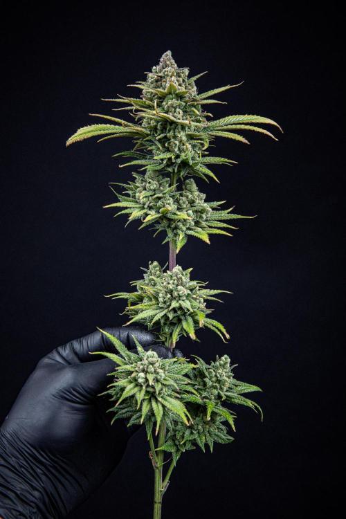 Franco's Fullgas! Green House Seed Co.. Week 17 - Day 115