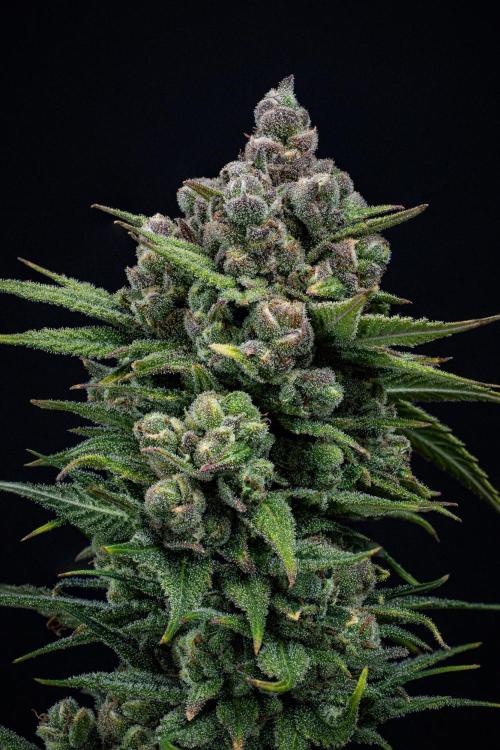Franco's Fullgas! Green House Seed Co.. Week 17 - Day 115