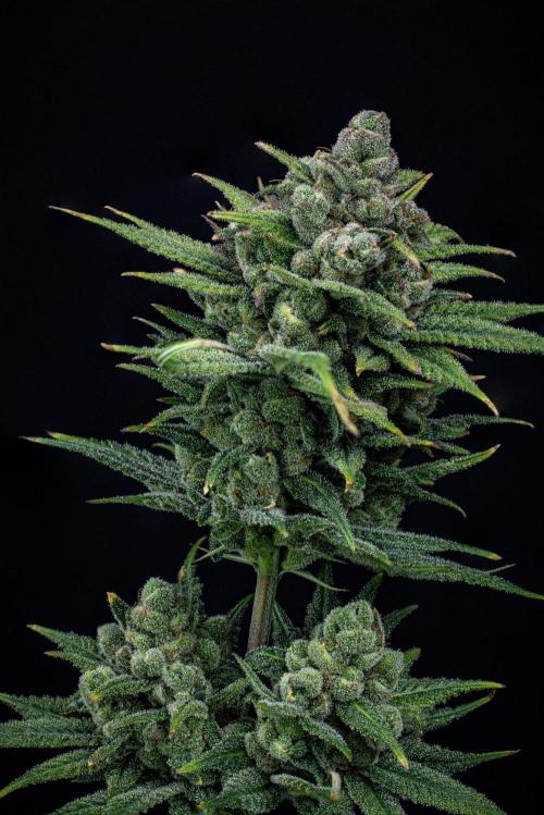 Franco's Fullgas! Green House Seed Co.. Week 17 - Day 115