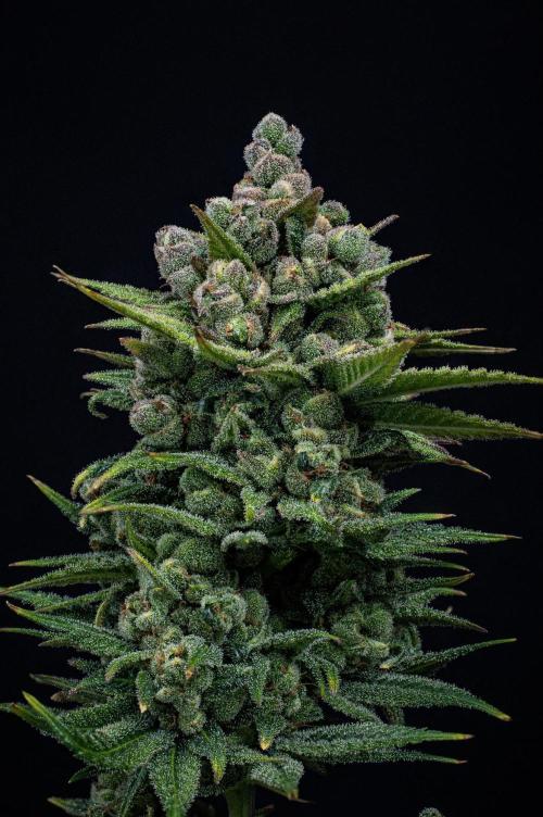 Franco's Fullgas! Green House Seed Co.. Week 17 - Day 115