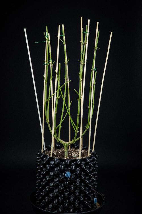 Franco's Fullgas! Green House Seed Co.. Week 17 - Day 115 – that's it