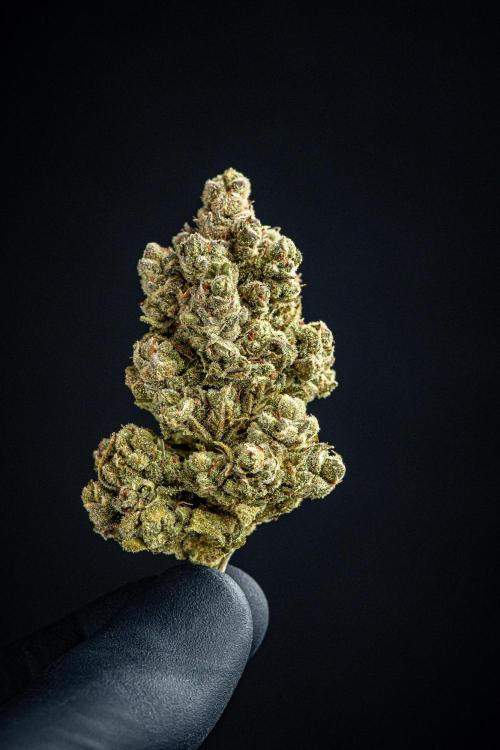 Franco's Fullgas! Green House Seed Co.. Week 17 - cured buds after some months