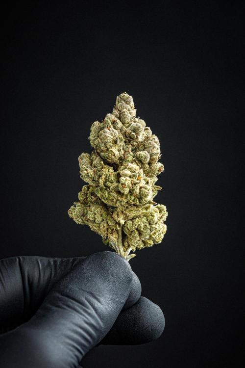 Franco's Fullgas! Green House Seed Co.. Week 17 - cured buds after some months