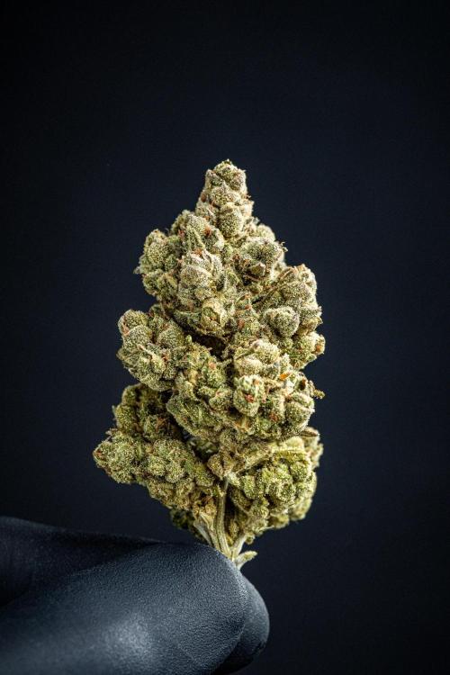 Franco's Fullgas! Green House Seed Co.. Week 17 - cured buds after some months