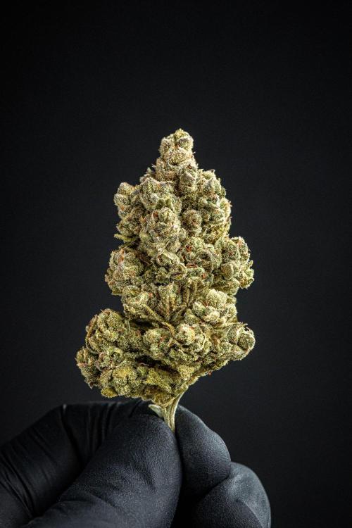 Franco's Fullgas! Green House Seed Co.. Week 17 - cured buds after some months