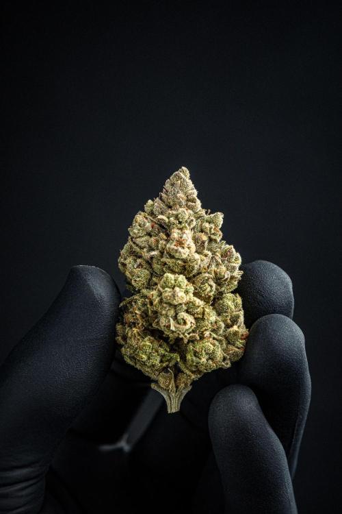 Franco's Fullgas! Green House Seed Co.. Week 17 - cured buds after some months