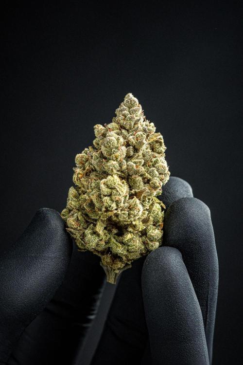 Franco's Fullgas! Green House Seed Co.. Week 17 - cured buds after some months