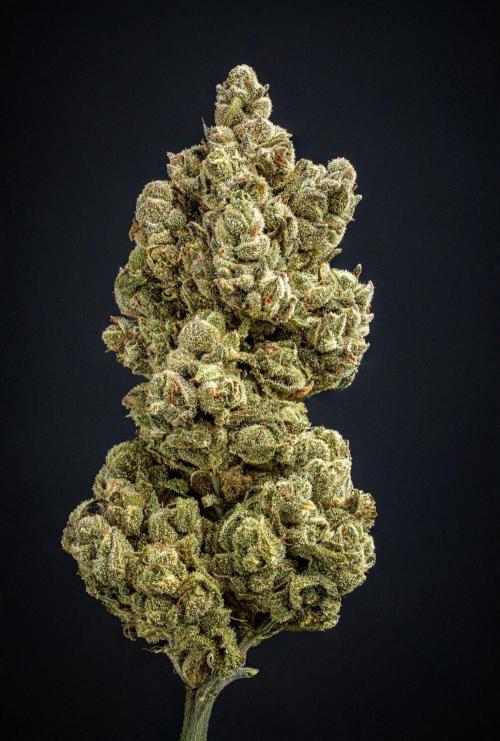 Franco's Fullgas! Green House Seed Co.. Week 17 - cured buds after some months