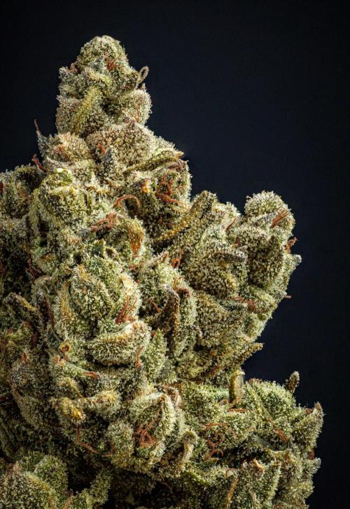 Franco's Fullgas! Green House Seed Co.. Week 17 - cured buds after some months