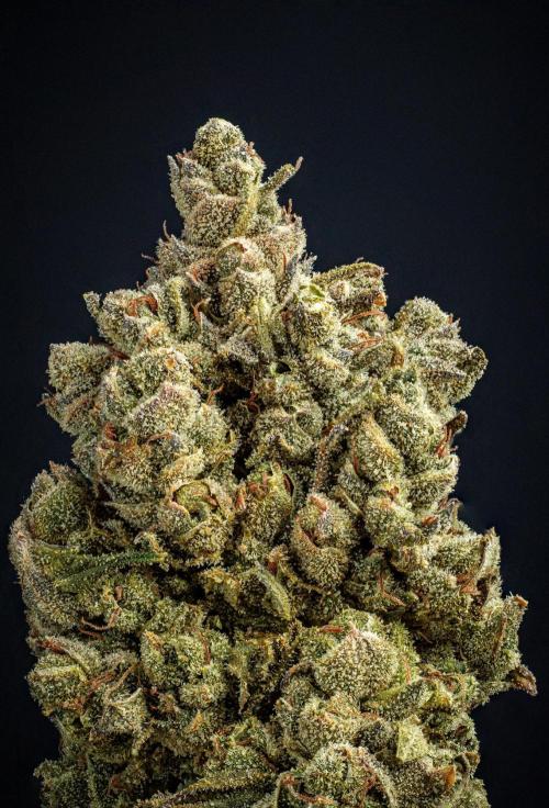 Franco's Fullgas! Green House Seed Co.. Week 17 - cured buds after some months