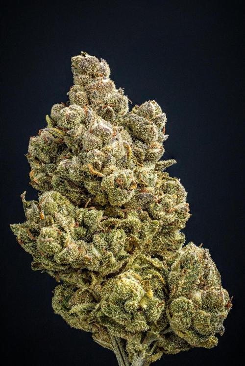 Franco's Fullgas! Green House Seed Co.. Week 17 - cured buds after some months