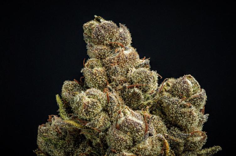 Franco's Fullgas! Green House Seed Co.. Week 17 - cured buds after some months