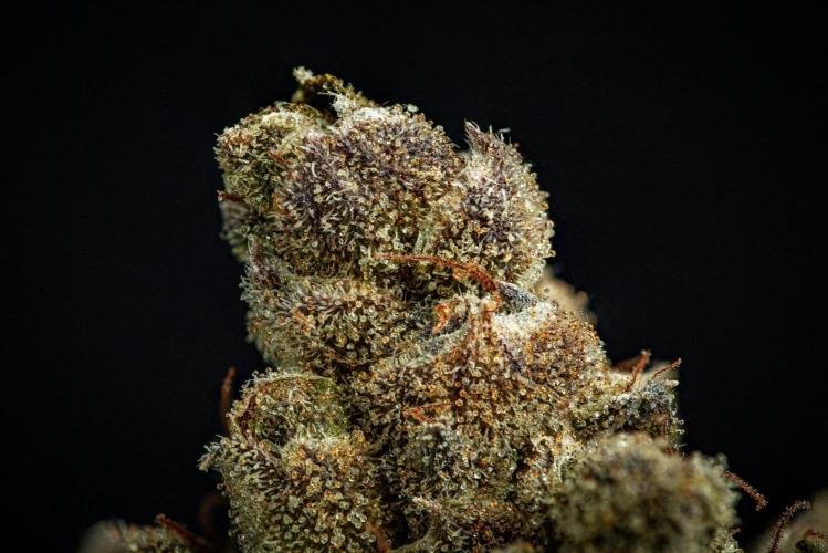Franco's Fullgas! Green House Seed Co.. Week 17 - cured buds after some months