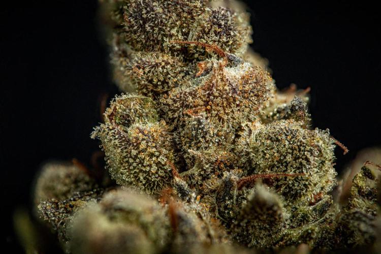 Franco's Fullgas! Green House Seed Co.. Week 17 - cured buds after some months