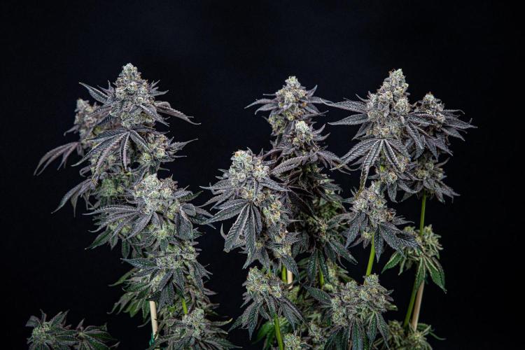Candy House UKHTA Genetics. Week 17 - Day 116