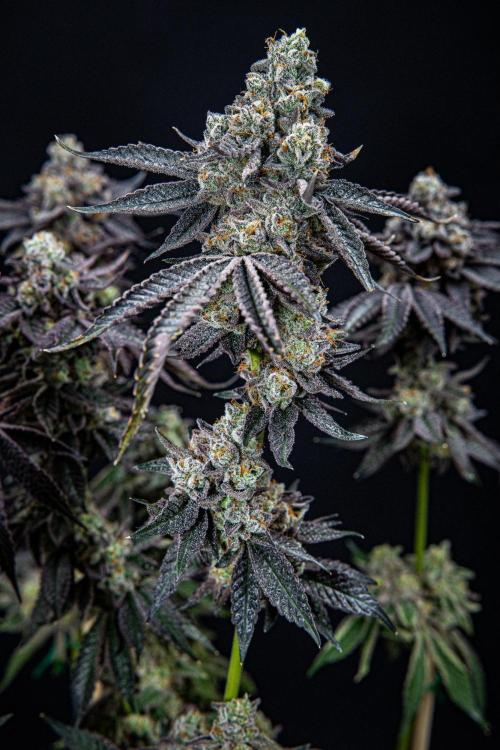 Candy House UKHTA Genetics. Week 17 - Day 116