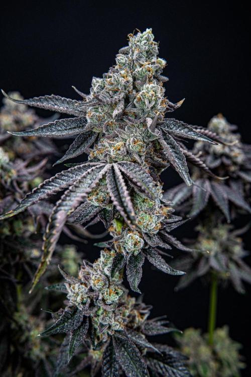 Candy House UKHTA Genetics. Week 17 - Day 116