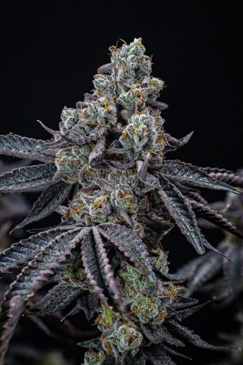 Candy House UKHTA Genetics. Week 17 - Day 116