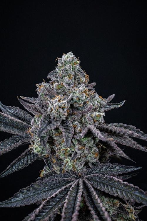 Candy House UKHTA Genetics. Week 17 - Day 116