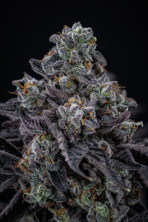 Candy House UKHTA Genetics. Week 17 - Day 116