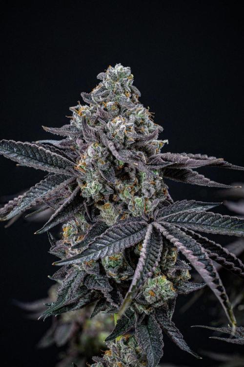 Candy House UKHTA Genetics. Week 17 - Day 116