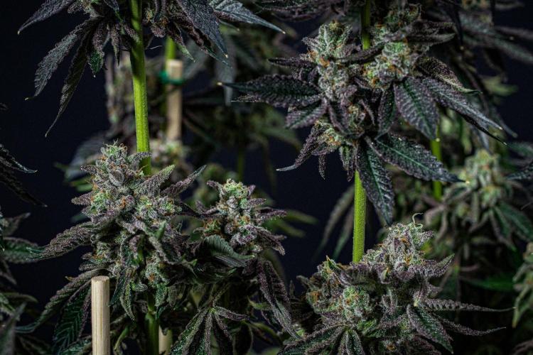 Candy House UKHTA Genetics. Week 17 - Day 116