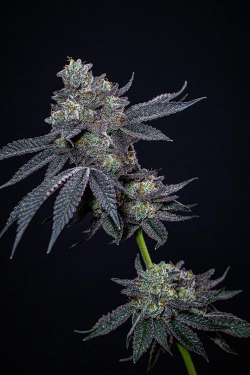 Candy House UKHTA Genetics. Week 17 - Day 116