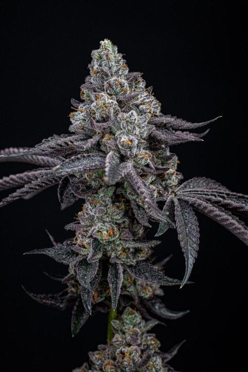 Candy House UKHTA Genetics. Week 17 - Day 116