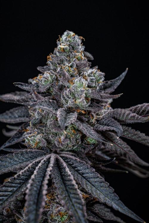 Candy House UKHTA Genetics. Week 17 - Day 116