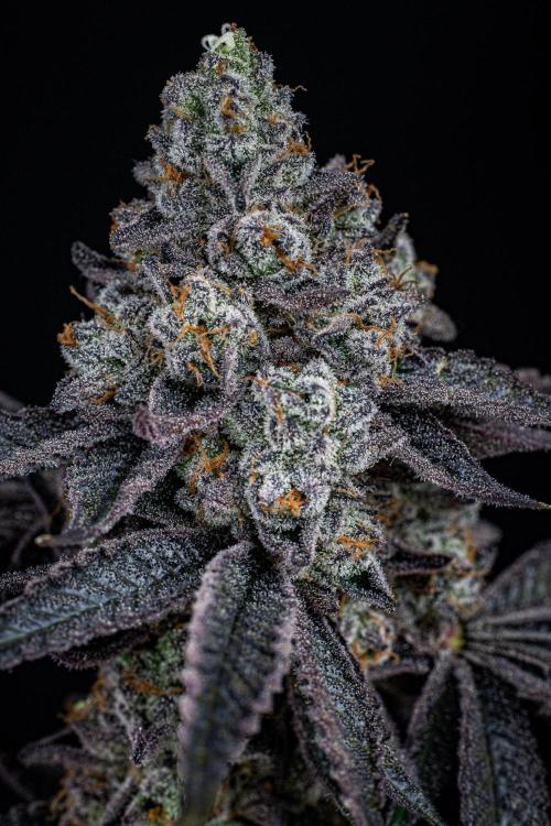 Candy House UKHTA Genetics. Week 17 - Day 116