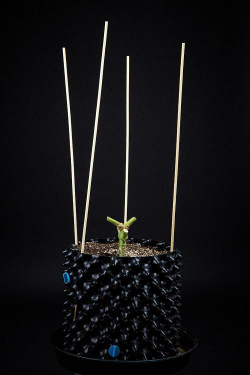 Candy House UKHTA Genetics. Week 17 - Day 116 – that'S it
