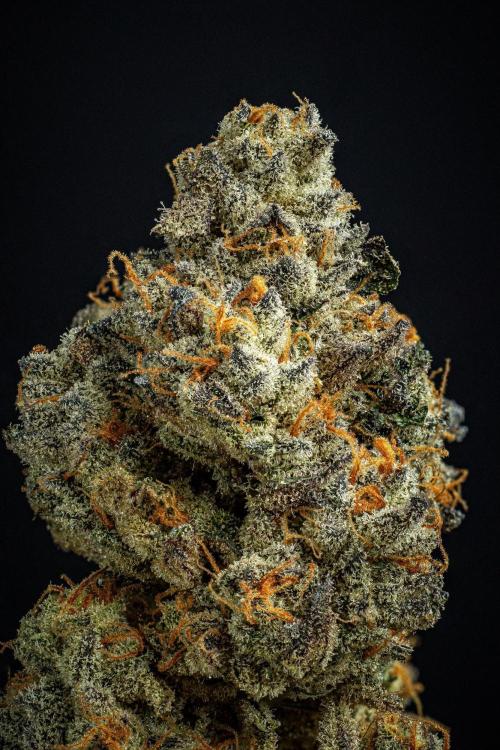 Candy House UKHTA Genetics. Week 17 - cured buds after some months