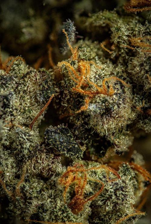 Candy House UKHTA Genetics. Week 17 - cured buds after some months