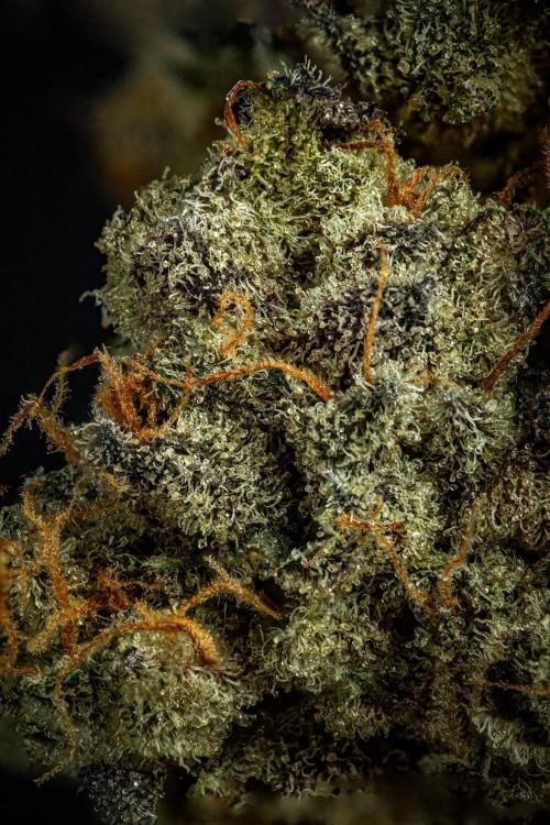 Candy House UKHTA Genetics. Week 17 - cured buds after some months