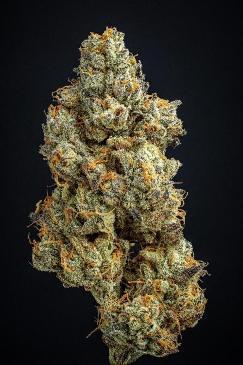 Candy House UKHTA Genetics. Week 17 - cured buds after some months