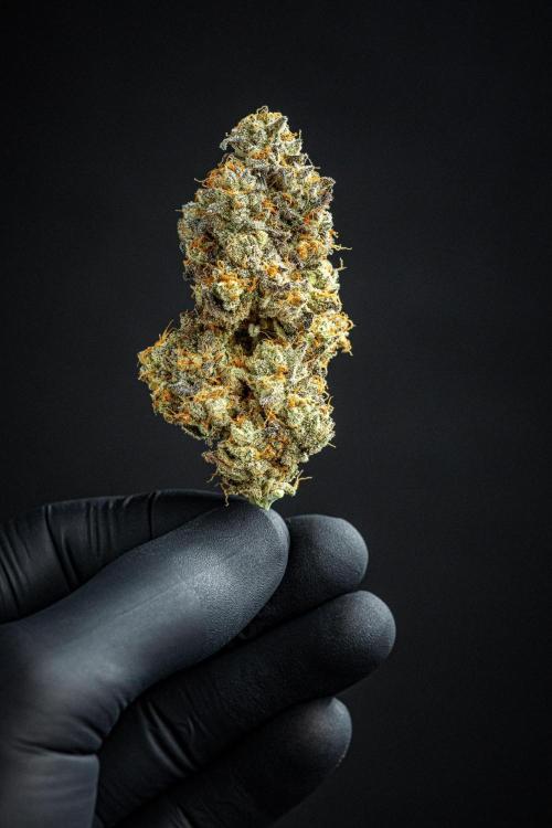 Candy House UKHTA Genetics. Week 17 - cured buds after some months