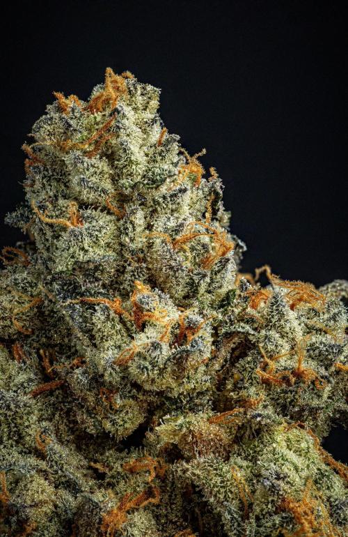 Candy House UKHTA Genetics. Week 17 - cured buds after some months