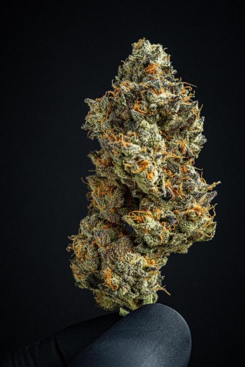 Candy House UKHTA Genetics. Week 17 - cured buds after some months
