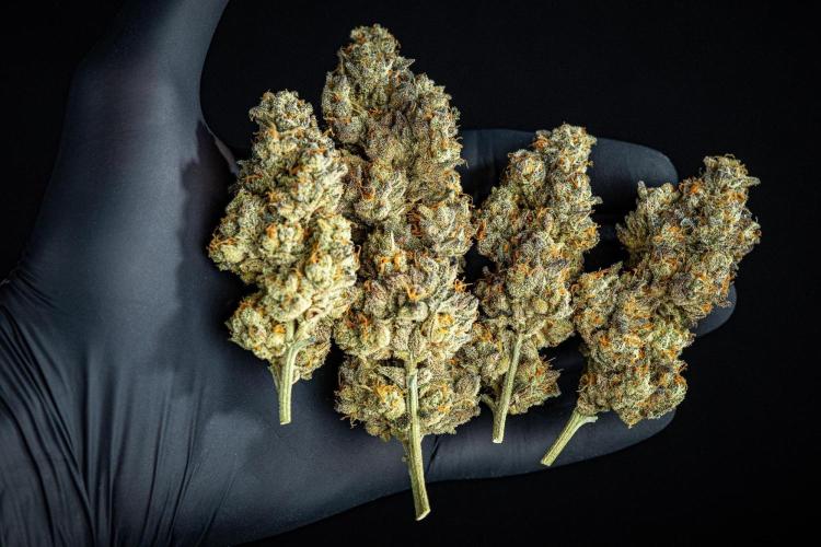 Candy House UKHTA Genetics. Week 17 - cured buds after some months