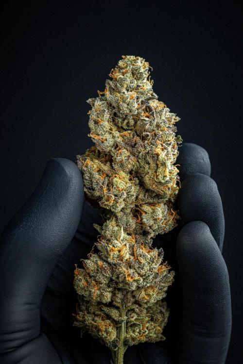 Candy House UKHTA Genetics. Week 17 - cured buds after some months