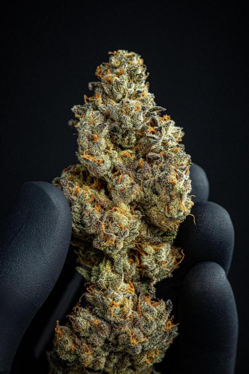 Candy House UKHTA Genetics. Week 17 - cured buds after some months