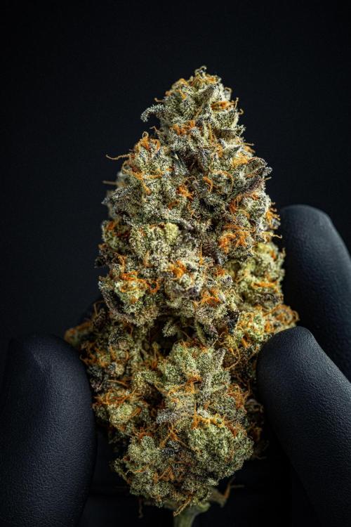 Candy House UKHTA Genetics. Week 17 - cured buds after some months