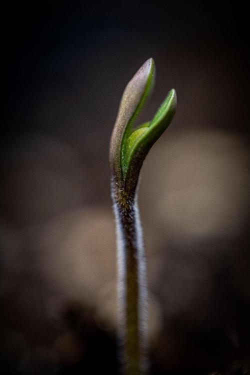 Guava Sundae Auto Fast Buds. Week 0 - day 0 – hello little girl 