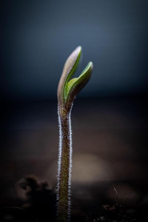 Guava Sundae Auto Fast Buds. Week 0 - day 0 – hello little girl 